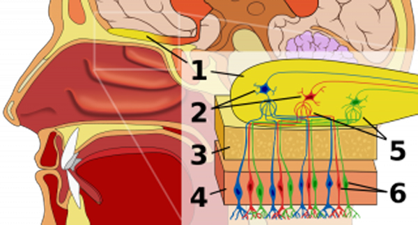 scent-e-decrypts-for-you-1.jpg