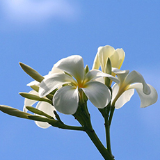 Ginger Flower