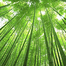 Green bamboo