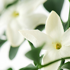 Jasmine