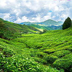 Tea garden fragrance