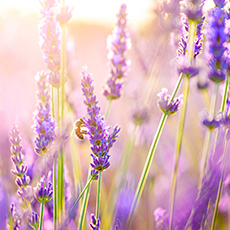 Lavender