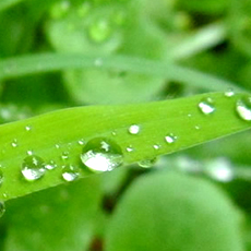 Rain&dew