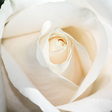 White roses